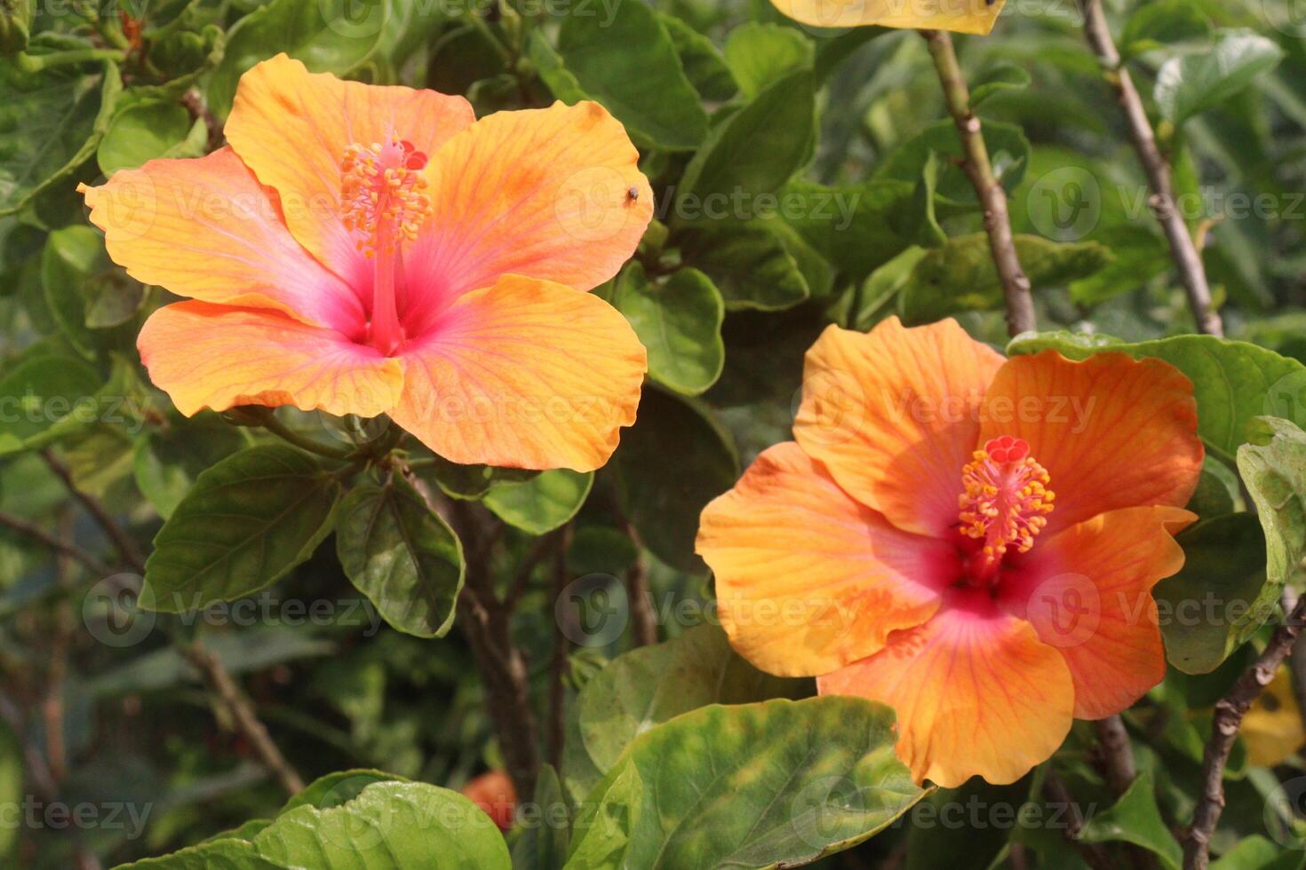 Two orange flowers are blooming in the garden photo