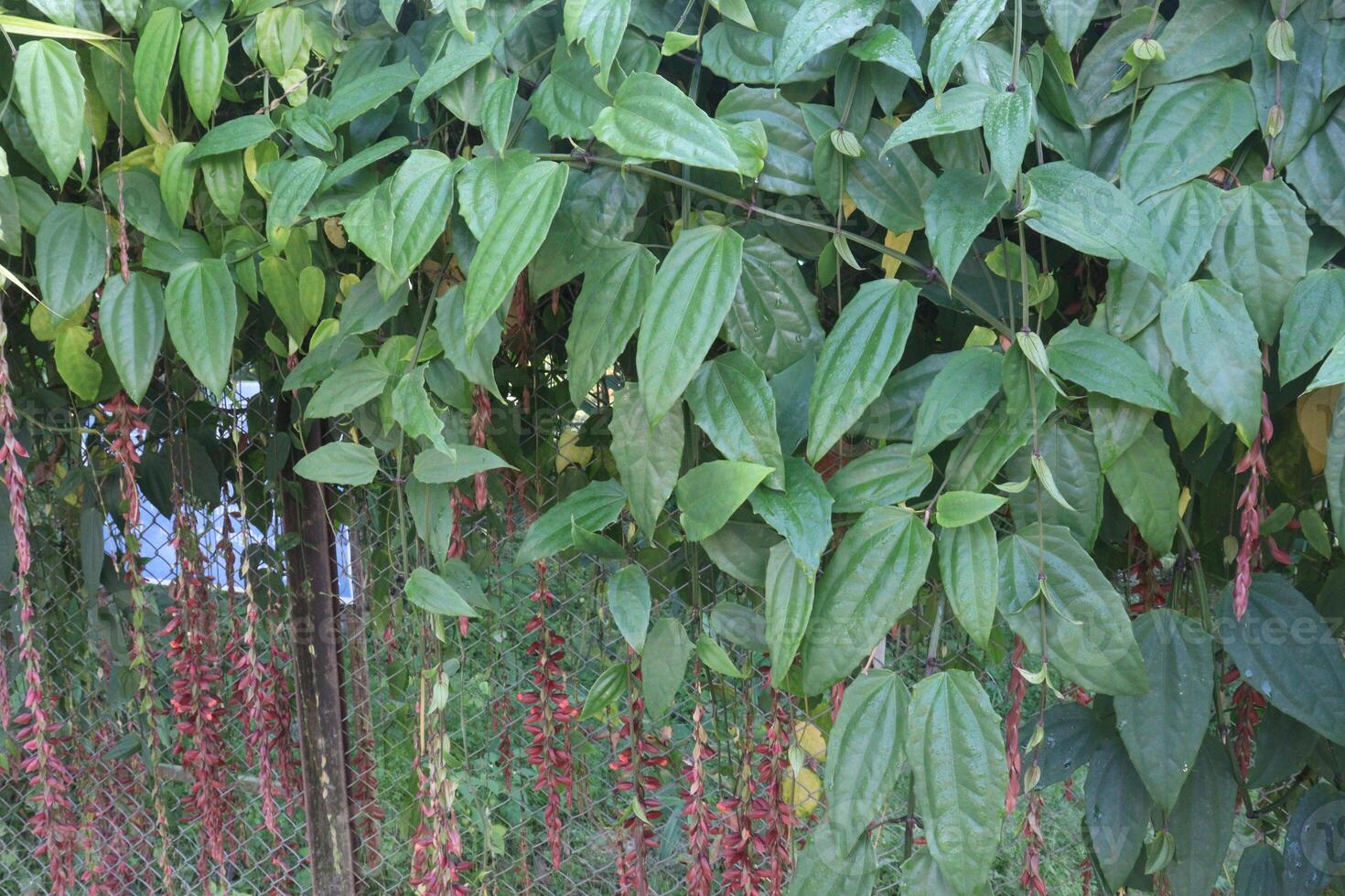 A tree with red berries on it photo