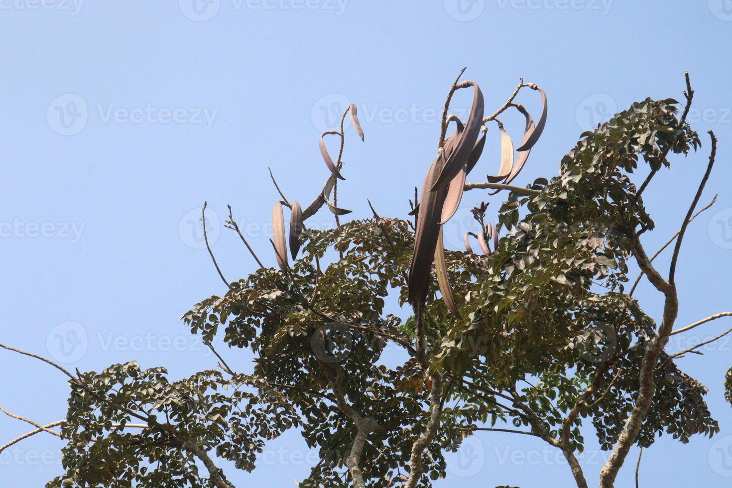 A bird is perched on a tree branch photo