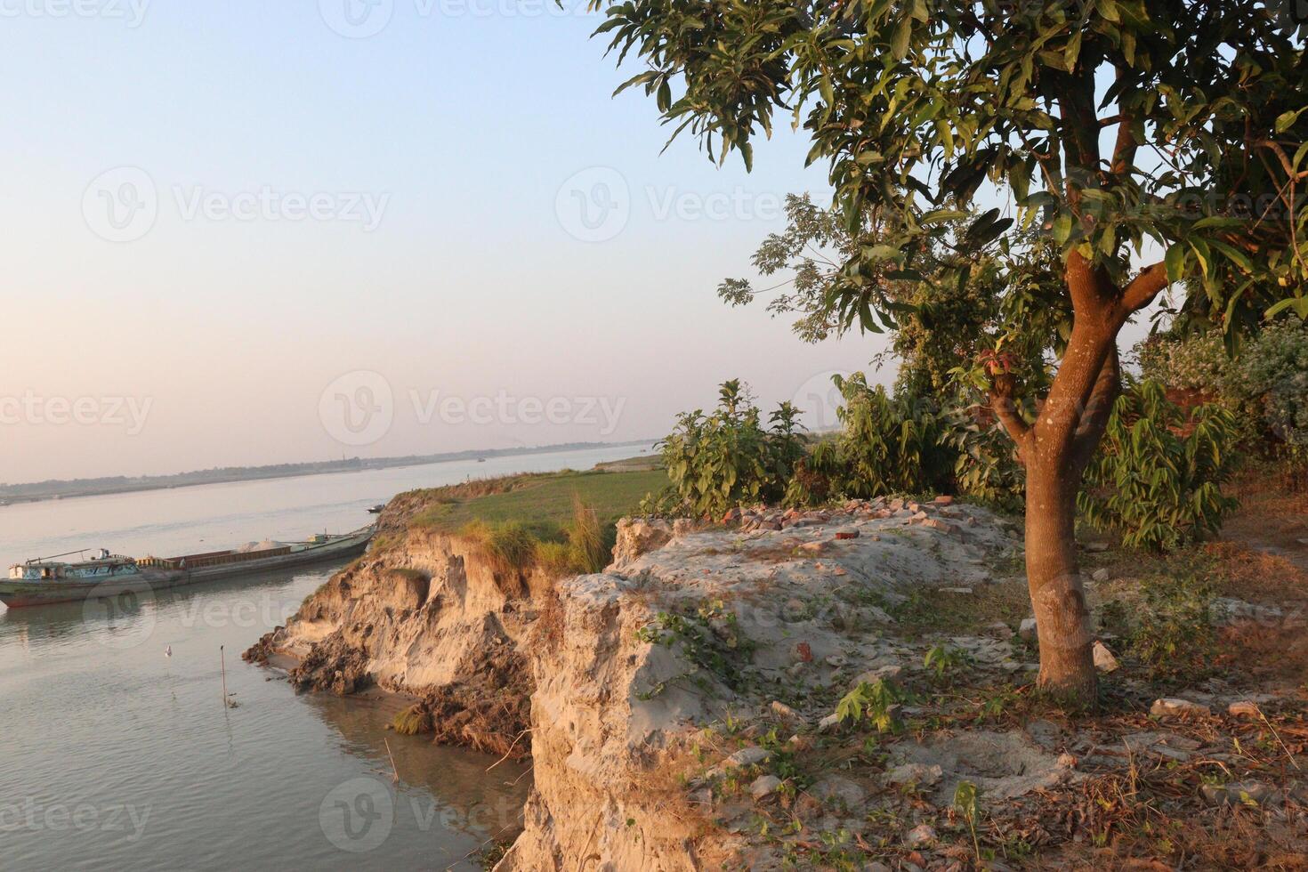 A tree in the foreground photo