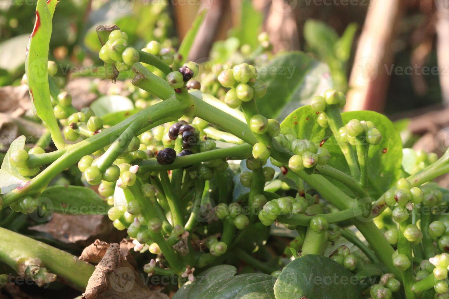 A plant with small green flowers and leaves photo