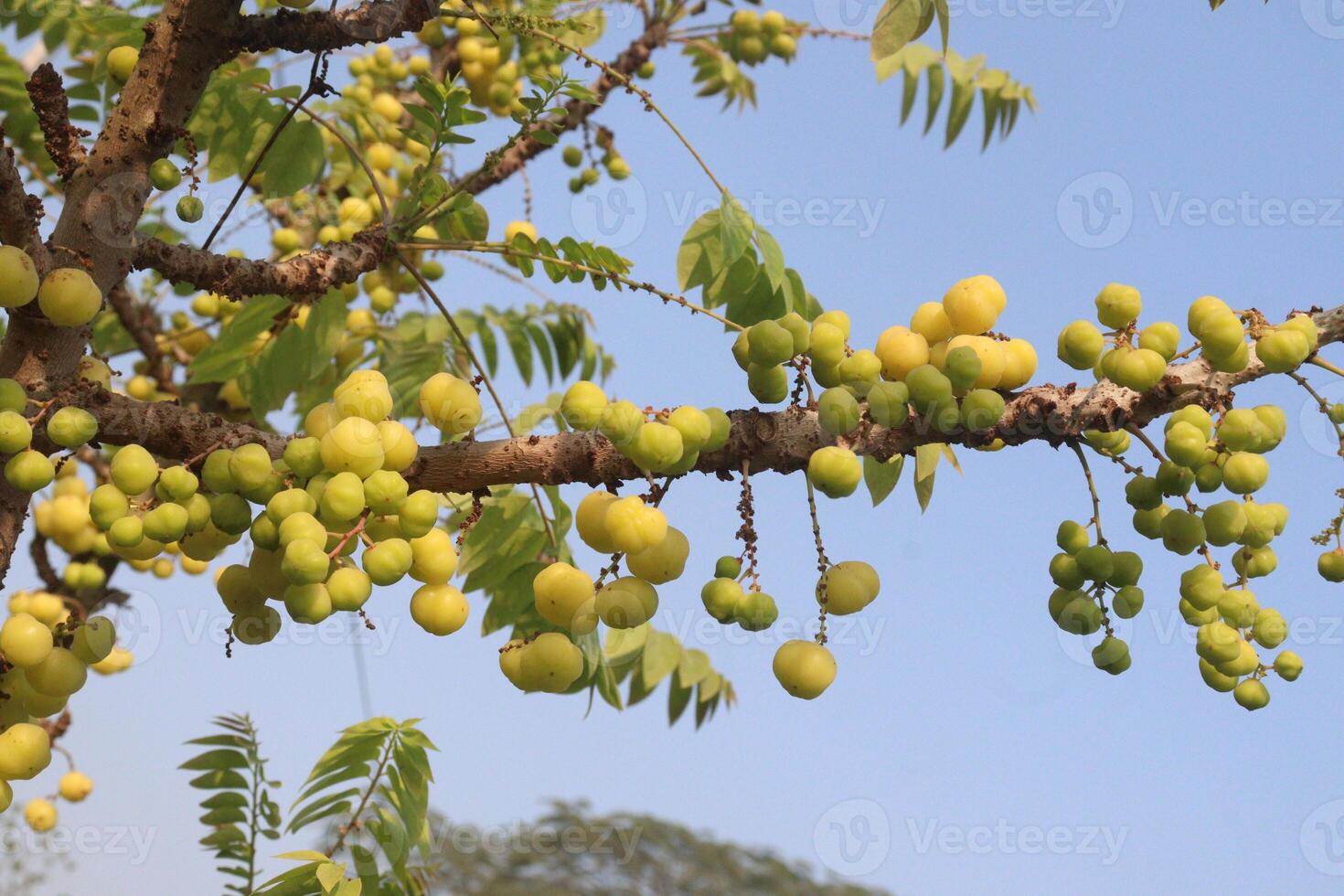 A tree with many green fruits hanging from it photo