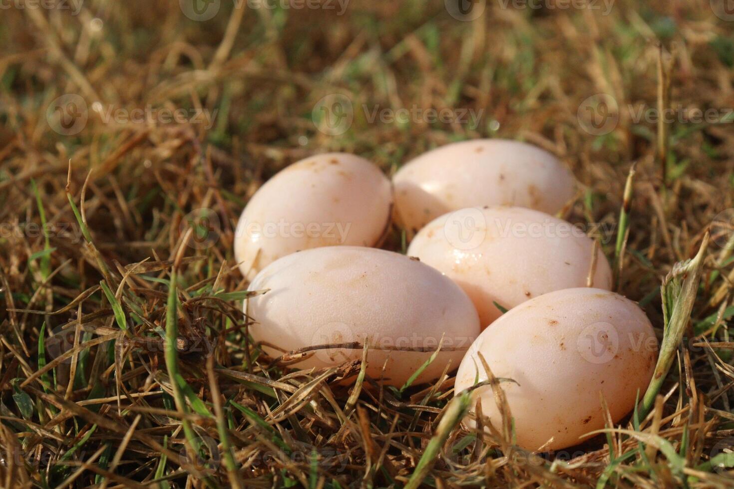 Five eggs are laid out in the grass photo