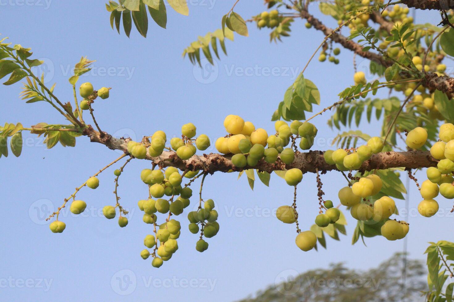 A tree with yellow fruit hanging from it photo