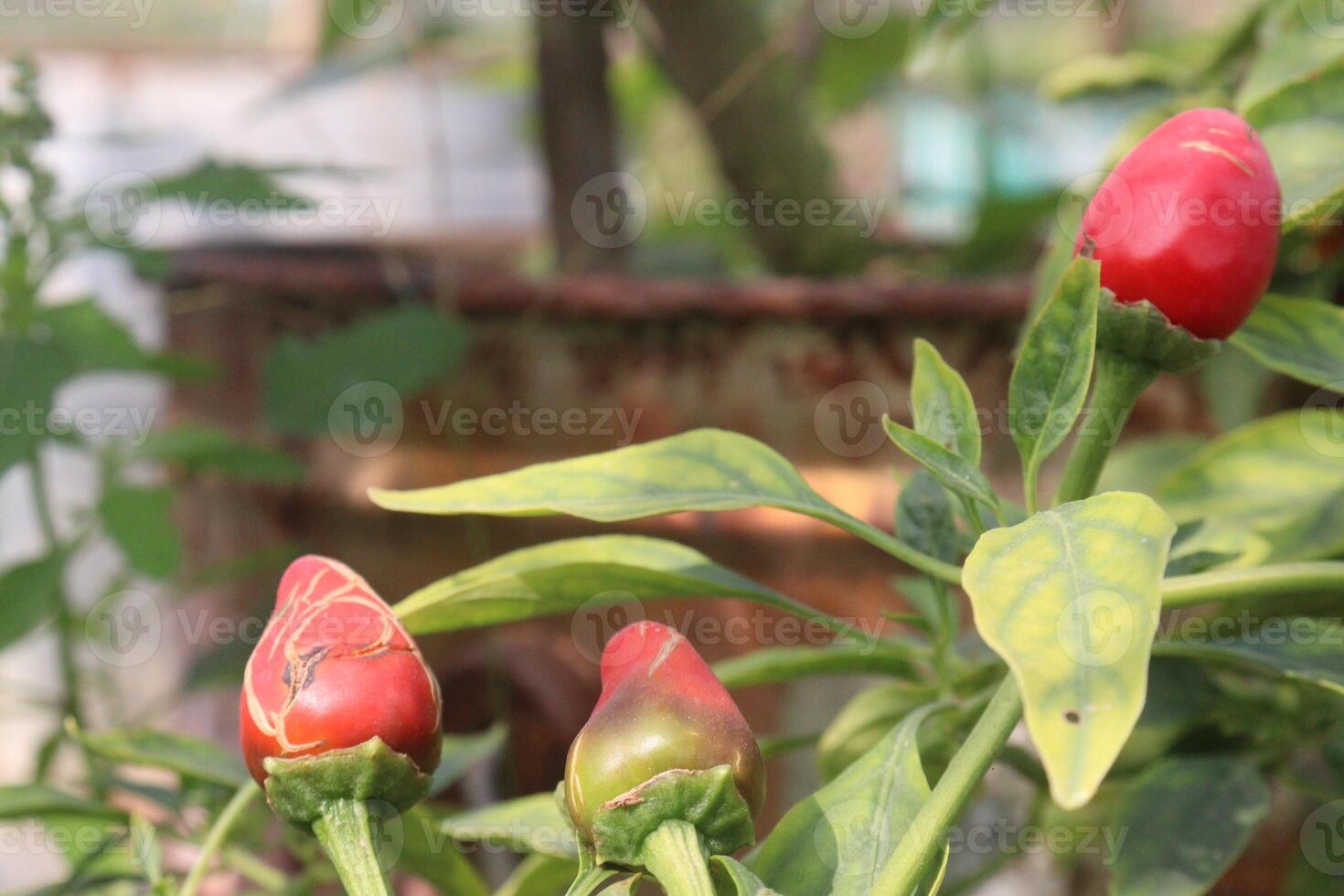 A bunch of red peppers growing on a plant photo