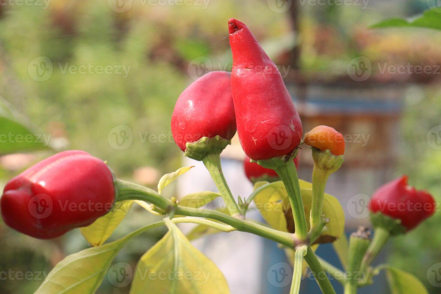 Pequin Pepper in farm for sell photo