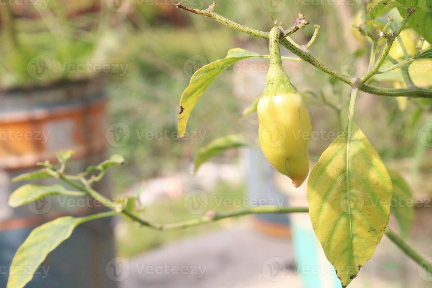 A yellow pepper growing on a plant photo