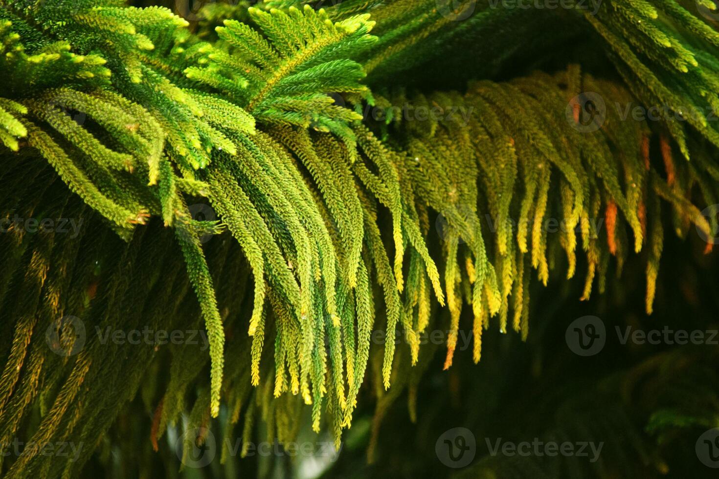 Fresh green pine tree leaves with detailed leaf texture and raindrops photo