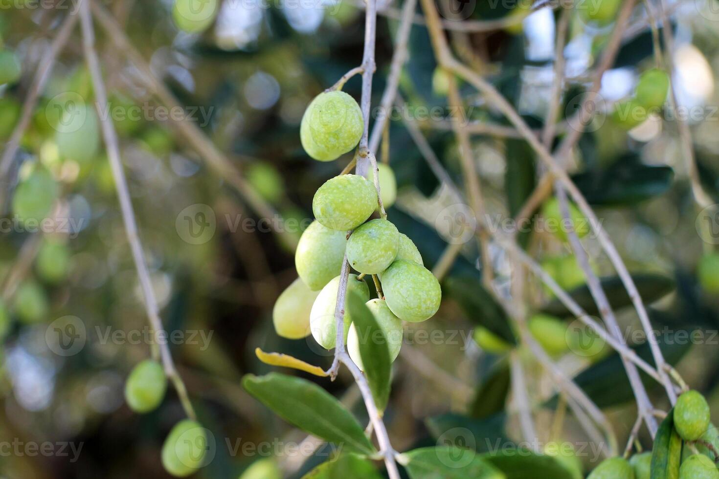 Bunch of green unripe olives on a branch in sunlight at a garden. photo