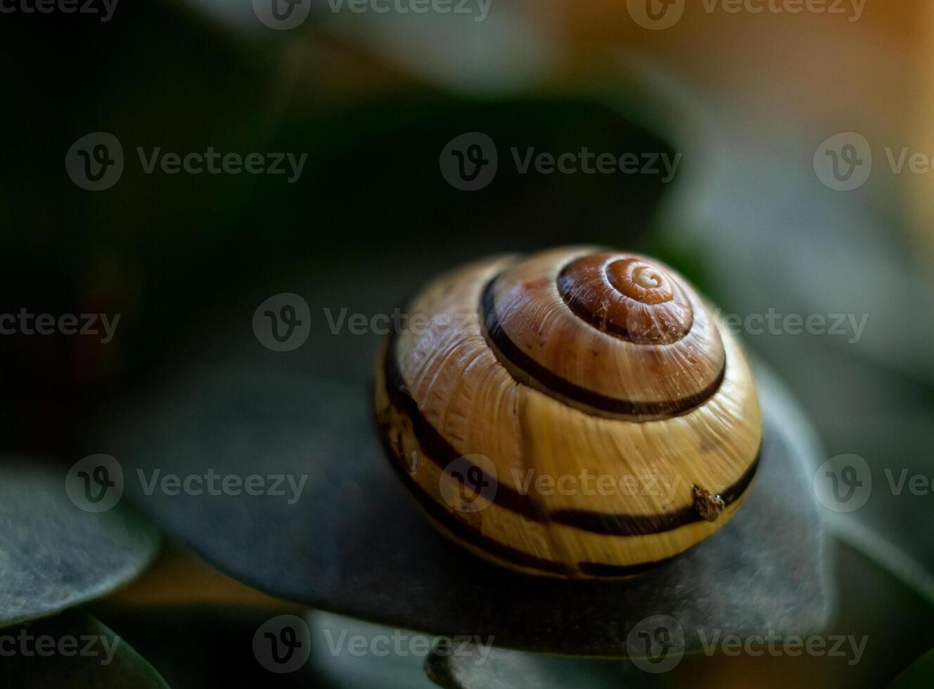 Macro shot of a garden snail, macro photography of a garden snail, a shell on a green leaf photo