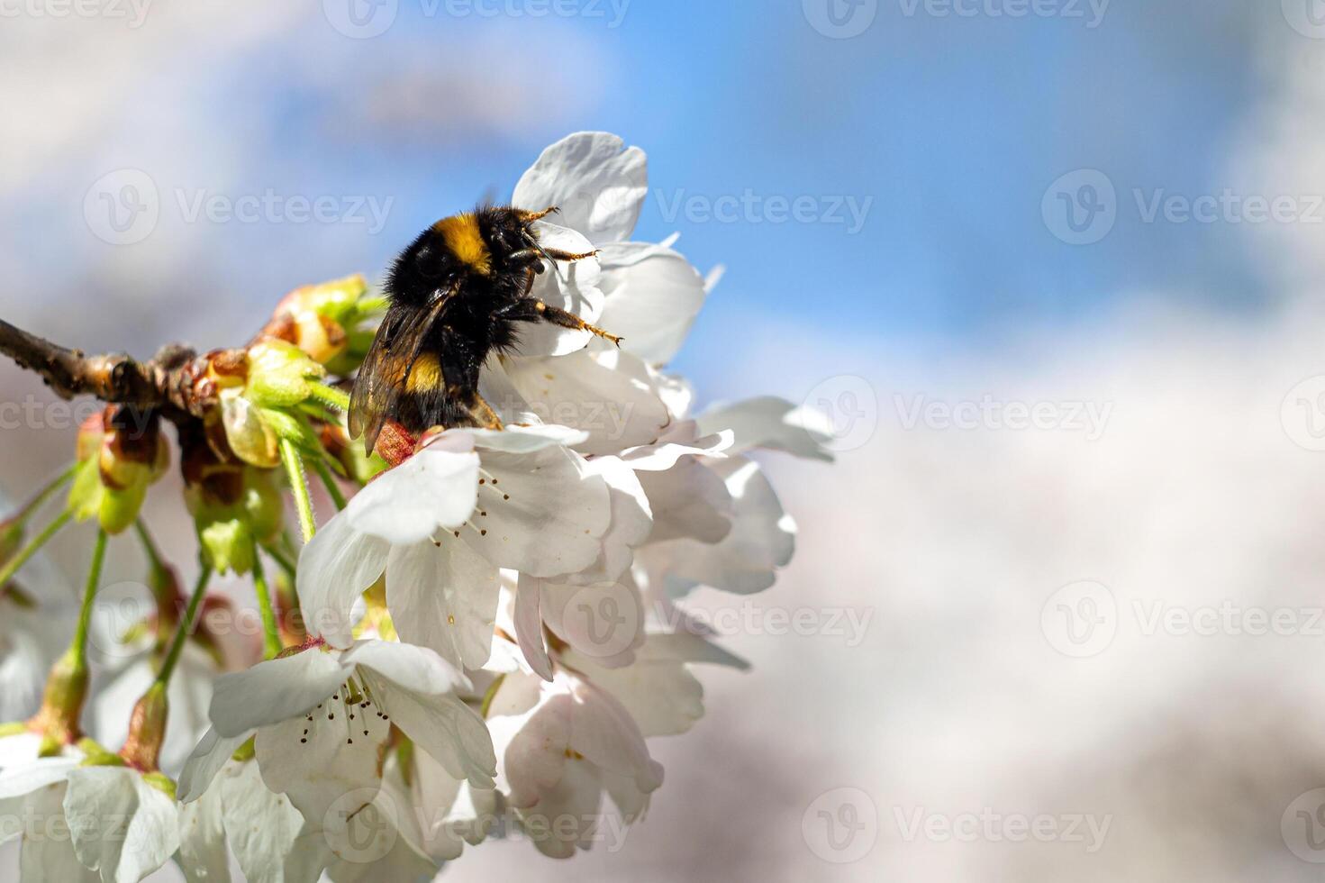 View of a bumblebee on white cherry flowers in spring photo
