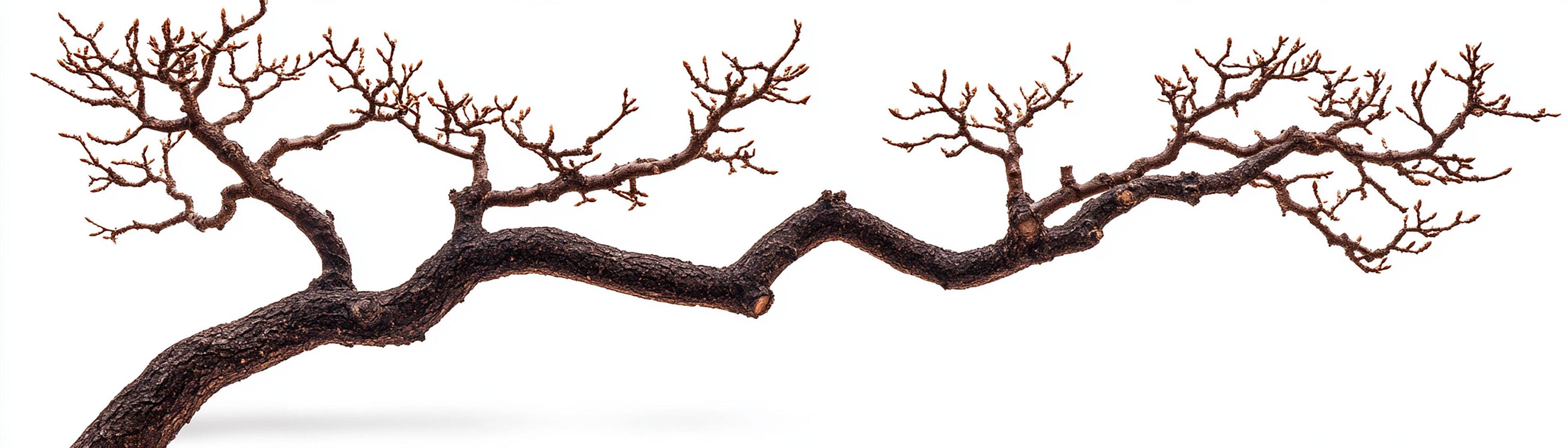 A striking, bare tree branch with intricate, twisted designs. photo
