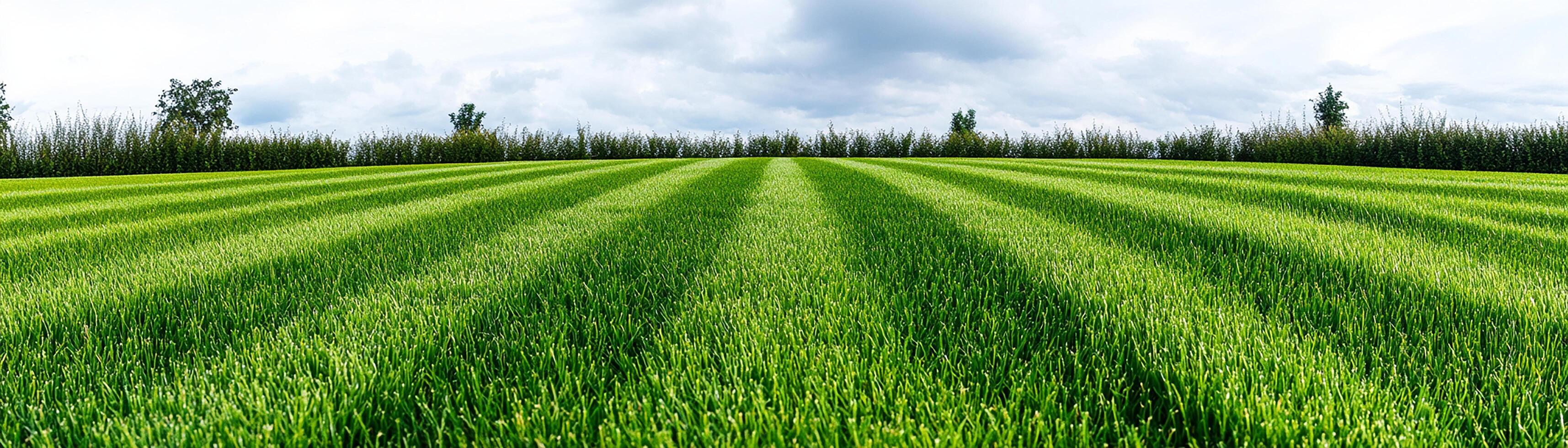 Vibrant green grass field with clear sky and distant trees. photo
