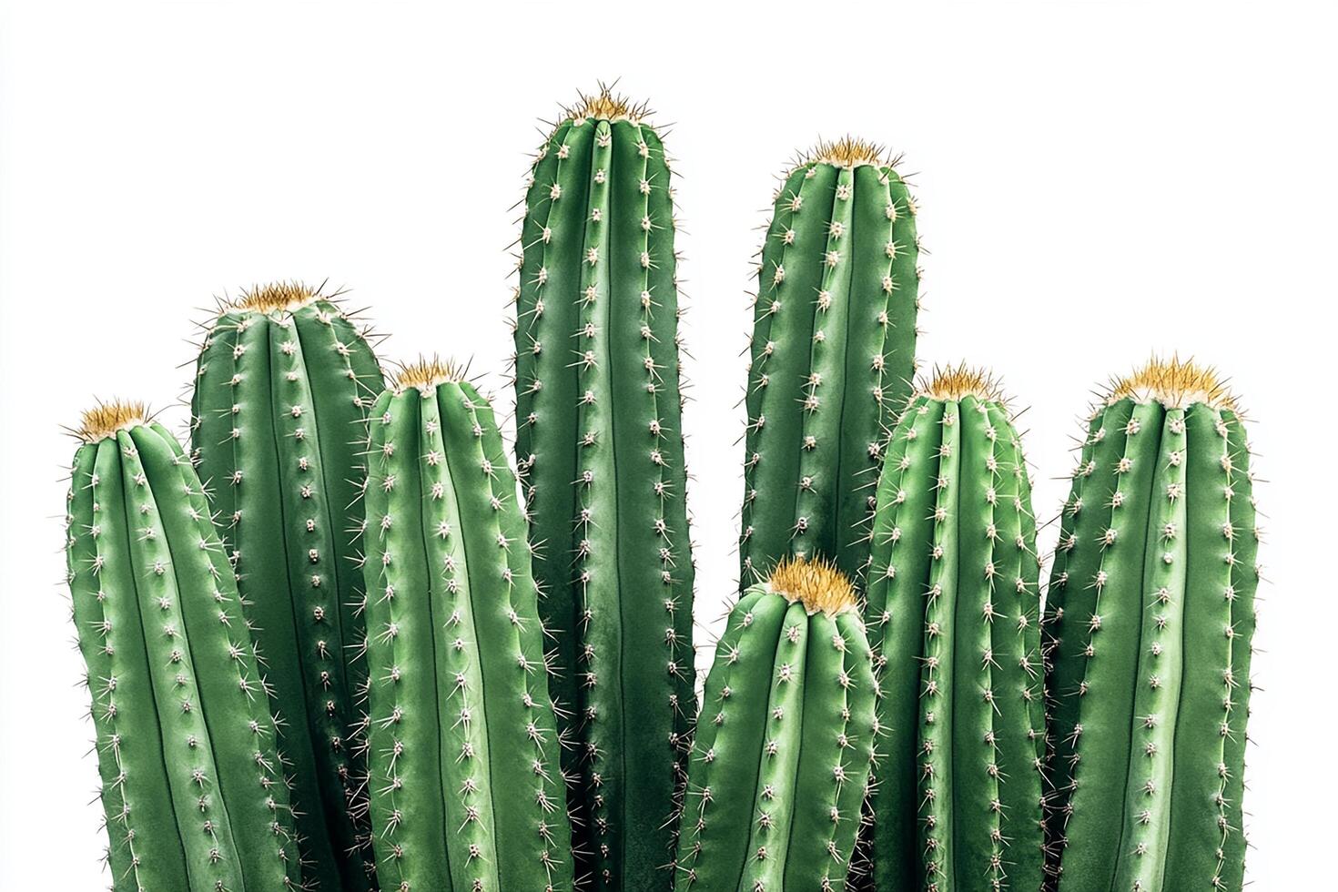 Group of vibrant green cacti with distinct spines and textures. photo