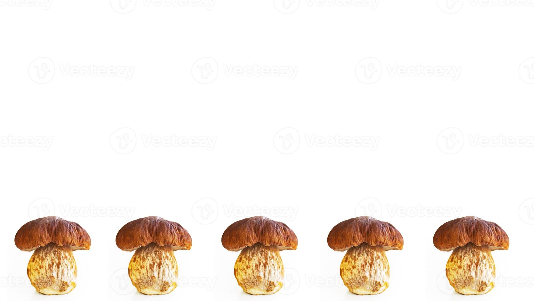 Row of 5 fresh edible wild boletus mushroom isolated on white background. One young white fungus freshly picked in forest, perfect for cooking of soups, sauces, salads or drying. Copy space photo