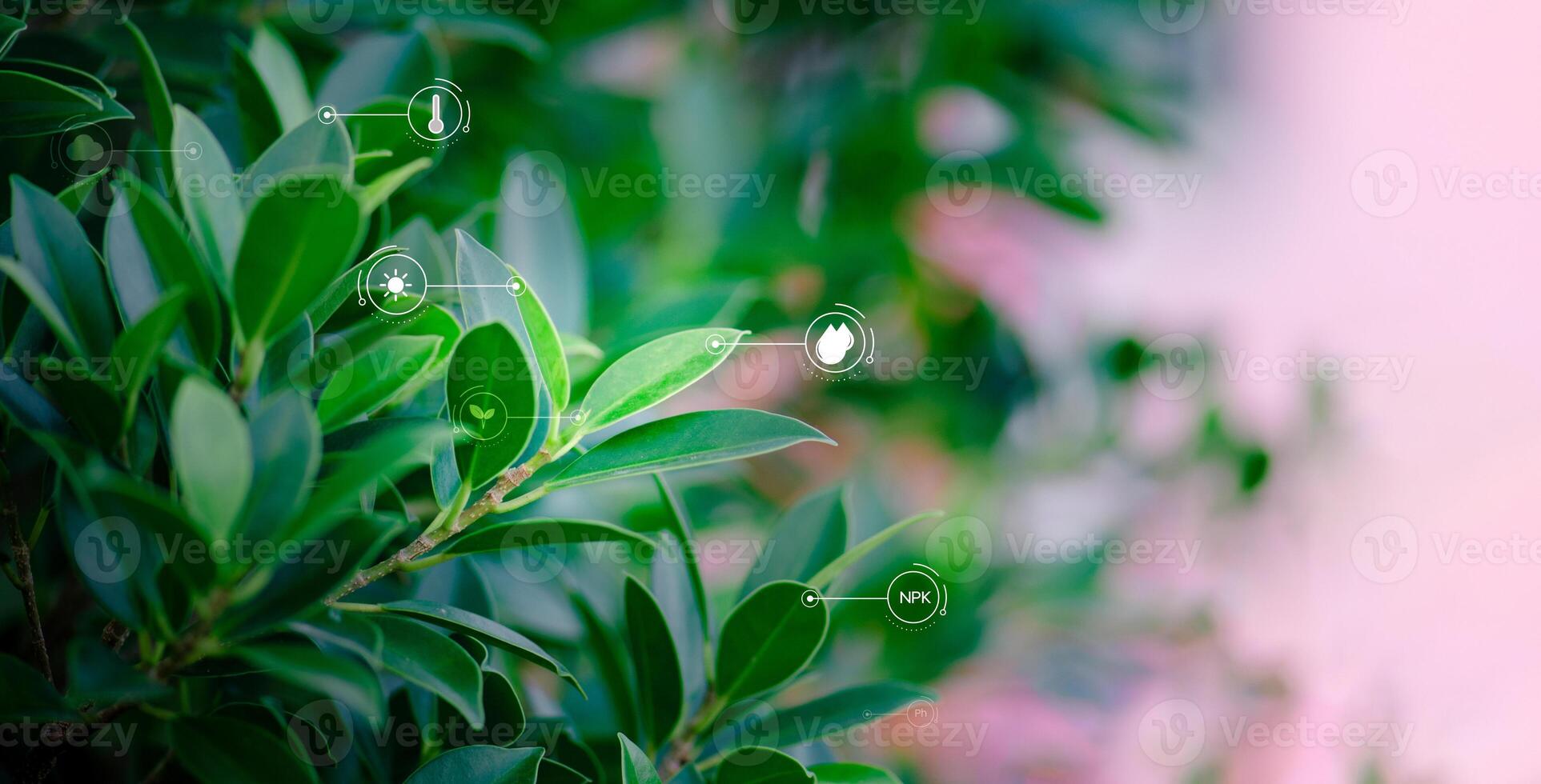 a close up of a plant with a number of arrows photo