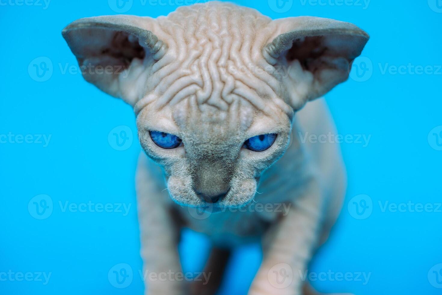Close-up portrait hairless kitten of Canadian Sphynx Cat breed standing on blue background and looking at camera. photo