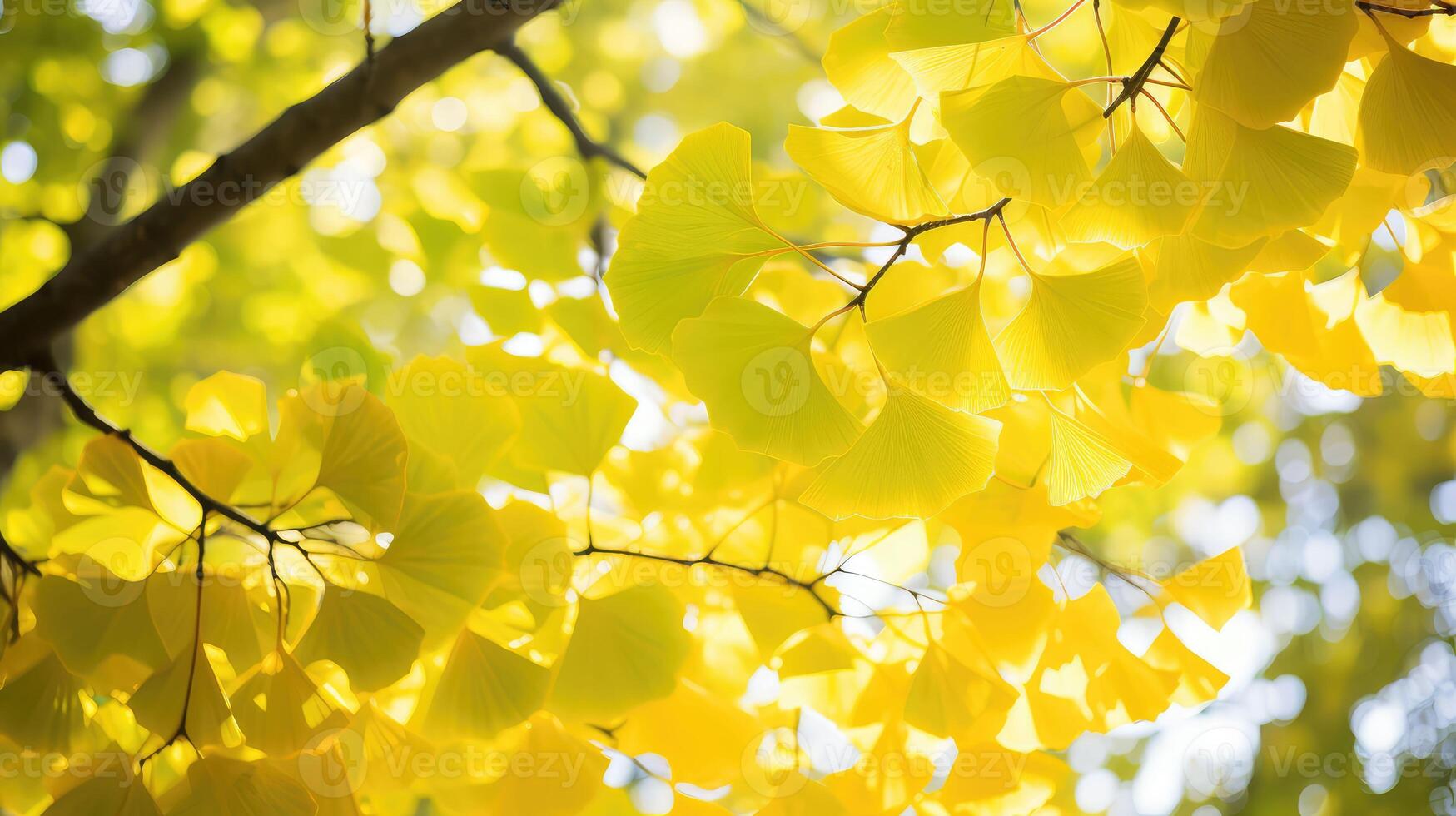 yellow ginko leaves photo