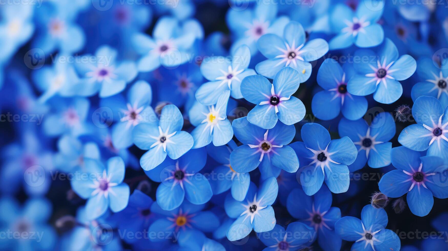 flowers website background blue photo
