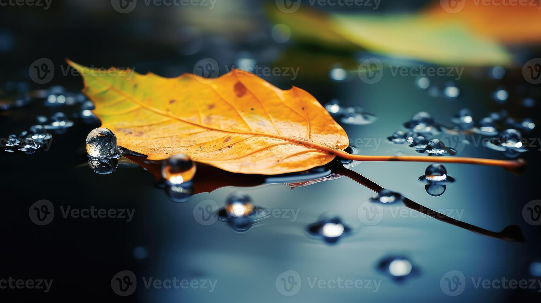 droplets water on leaf photo