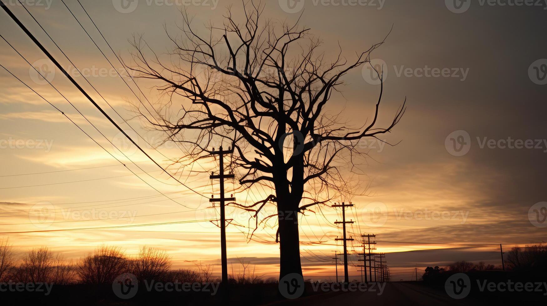 branches tree on power line photo