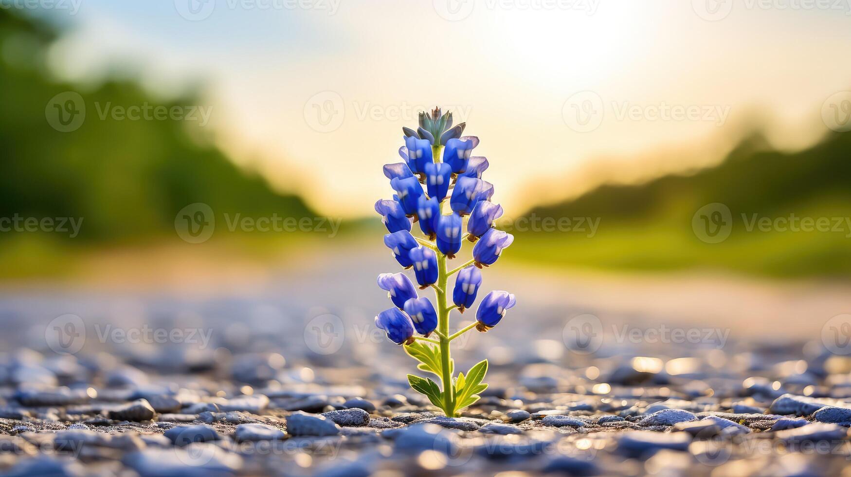 flower bluebonnet road photo