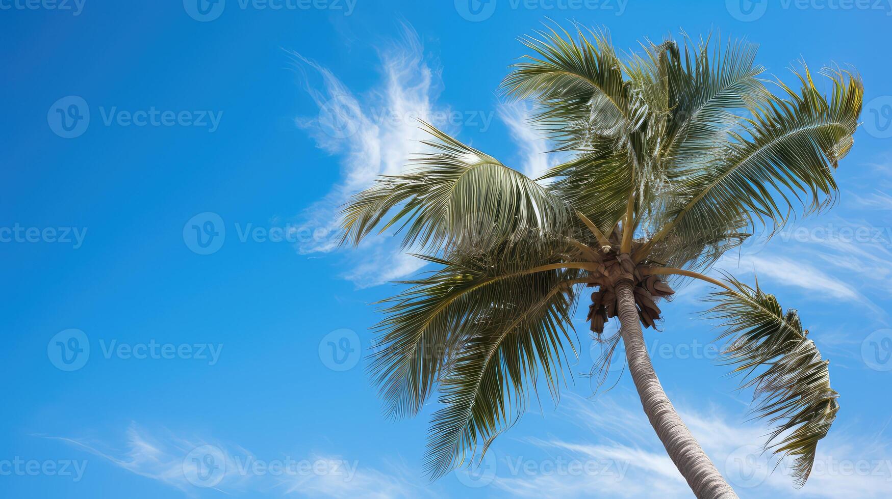 sky palm trees blowing photo