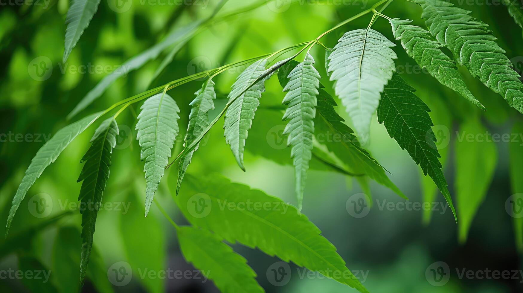 azadirachta neem tree photo