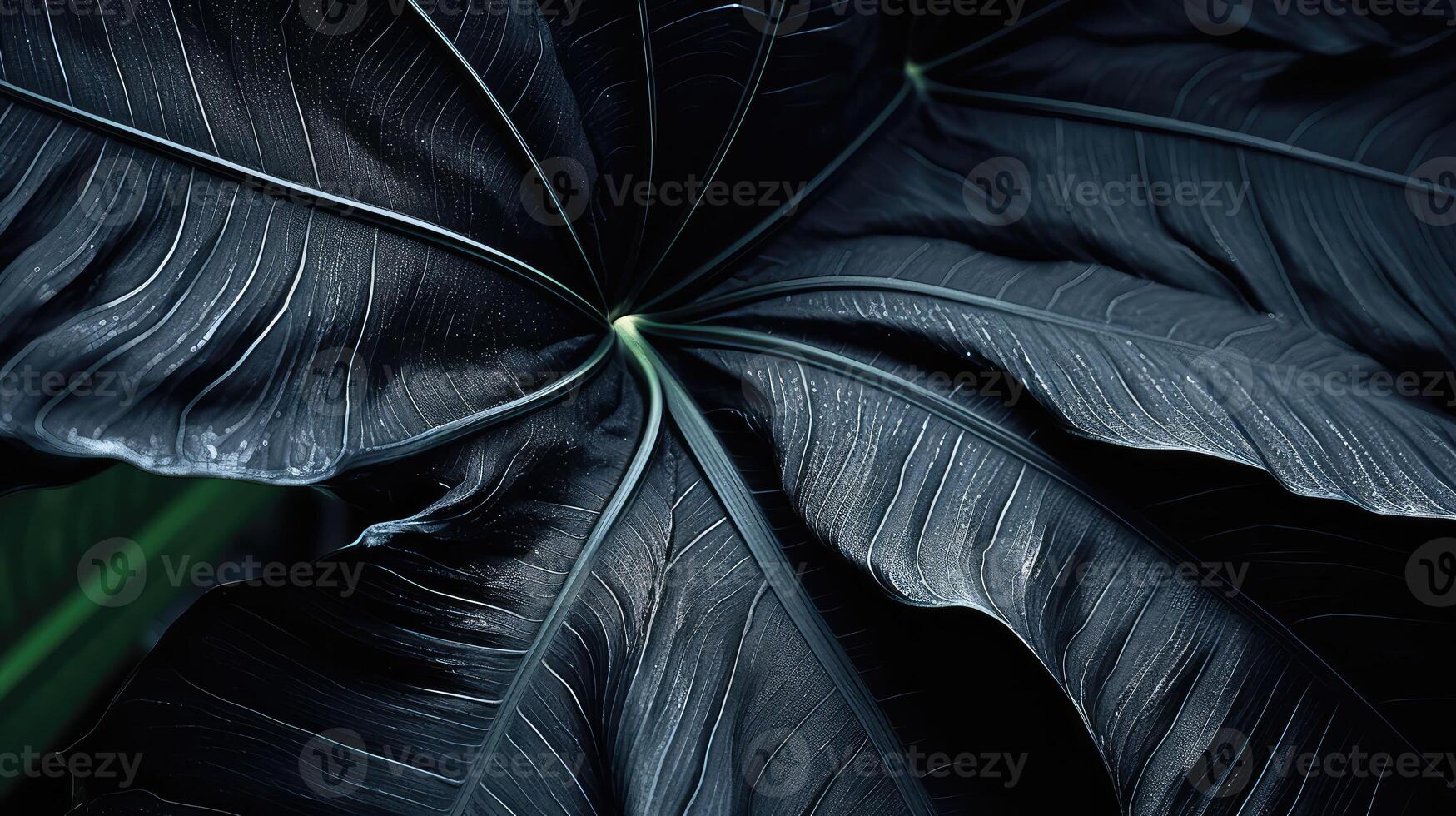 plant black tropical leaves photo