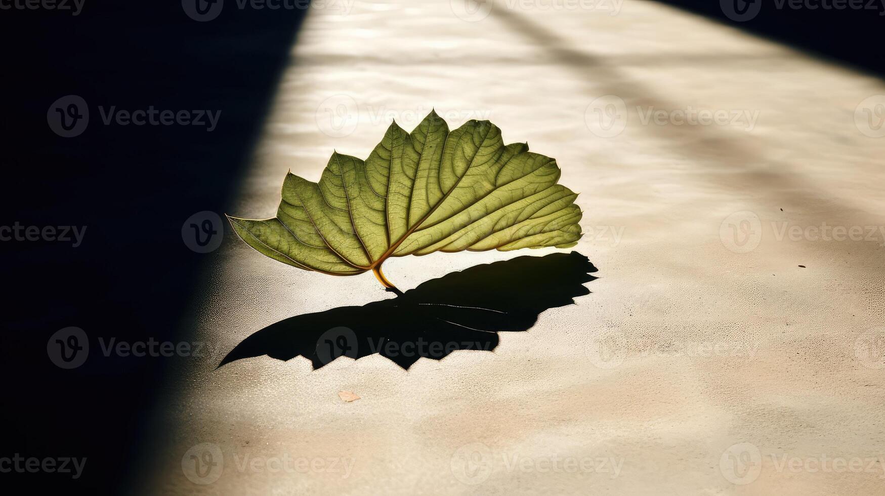 edges plant leaf photo