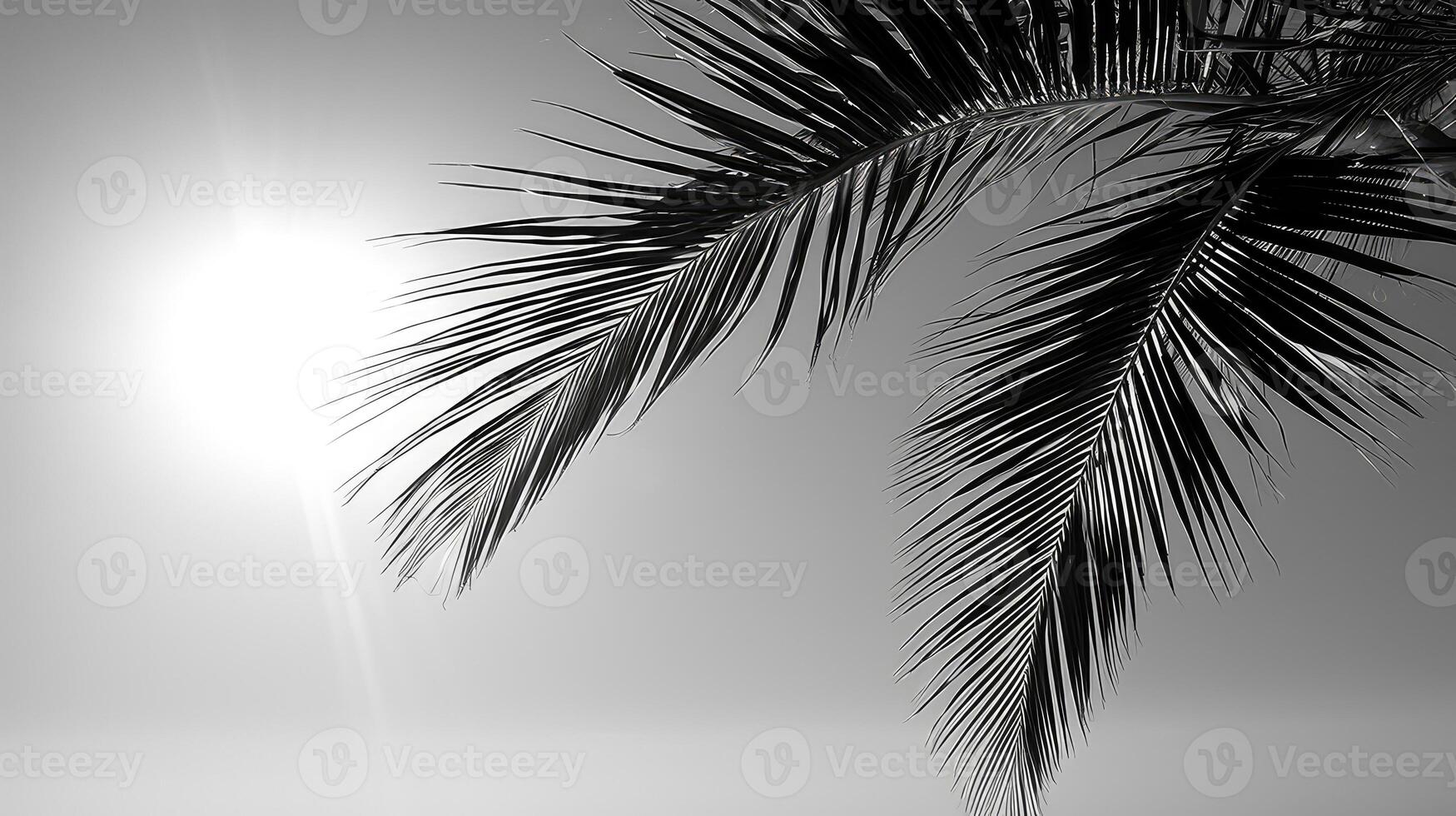 fronds black and white palm tree photo