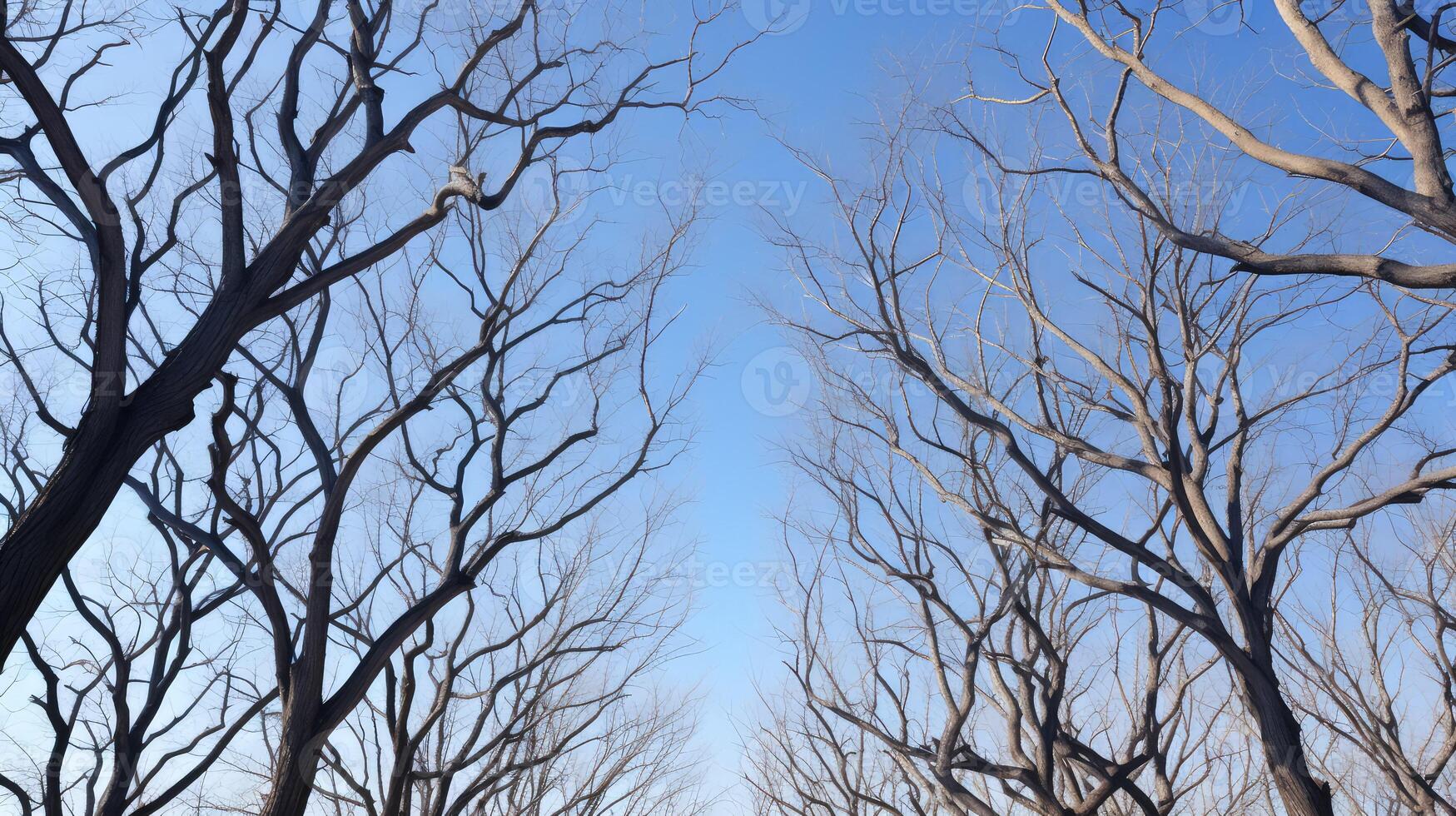 twisted trees without leaves photo