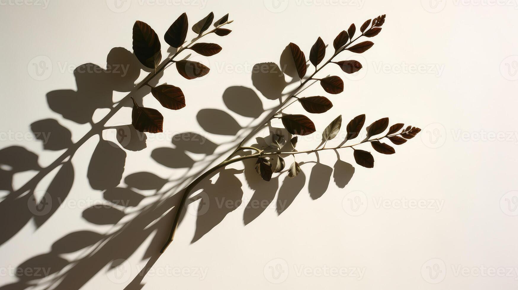 leaves plant shadows photo