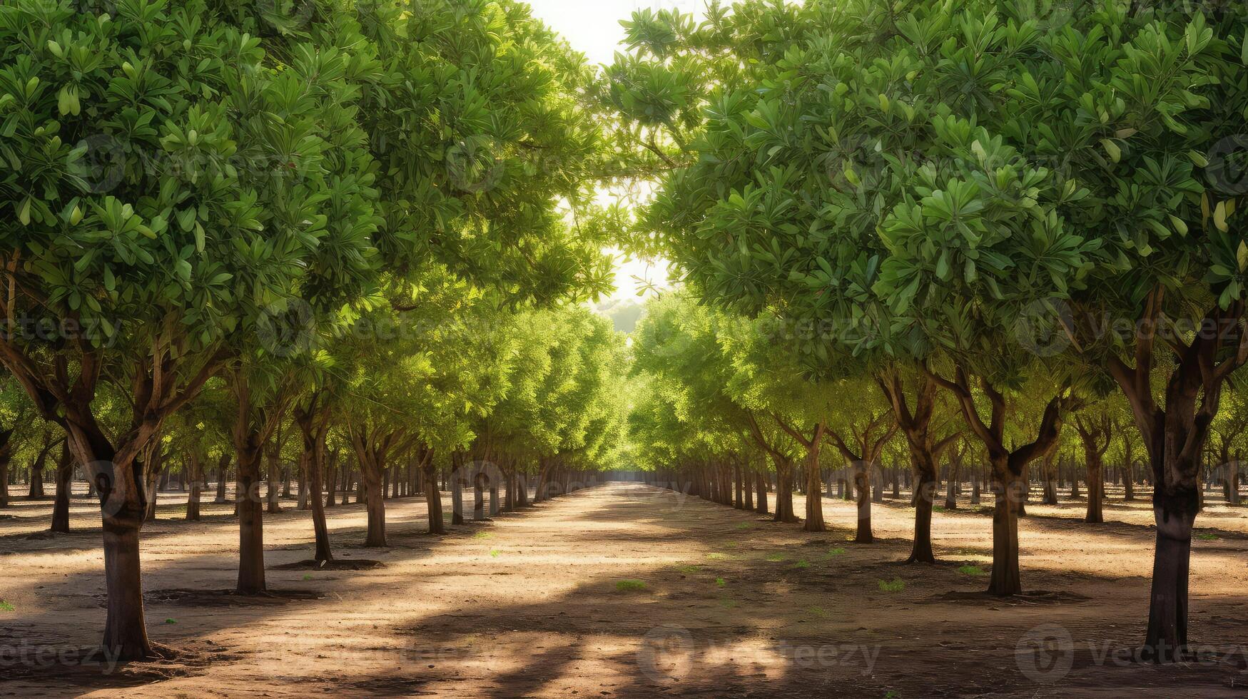 vibrant pistachio trees photo