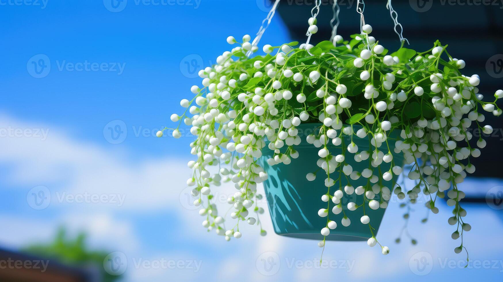 er string of pearls plant photo