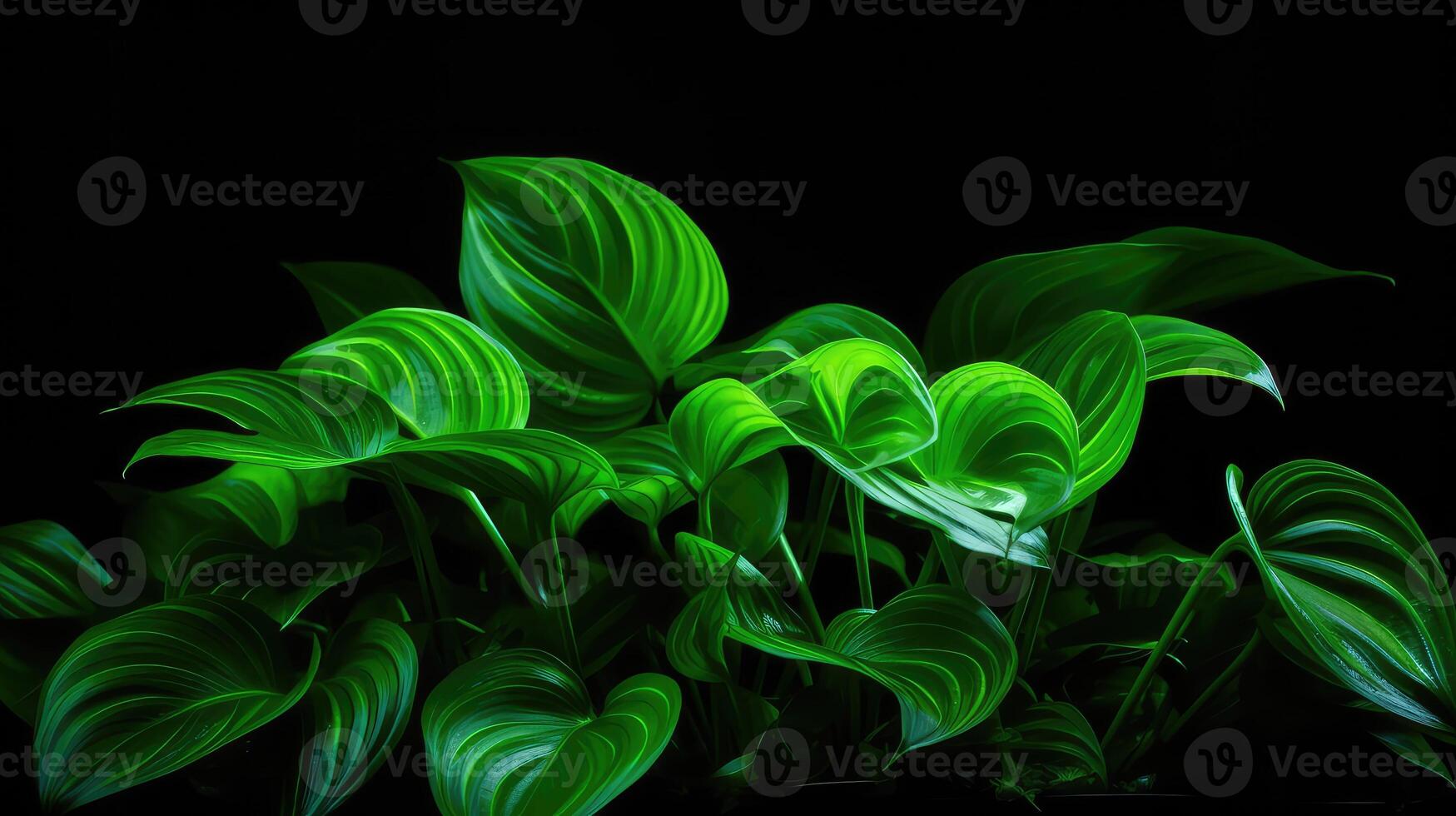 plant neon green and black backgrounds photo