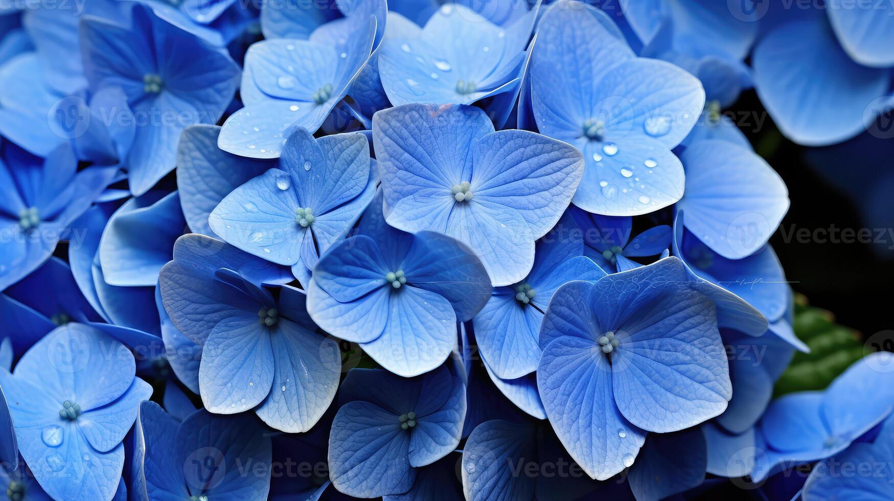 petals hydrangea blue photo