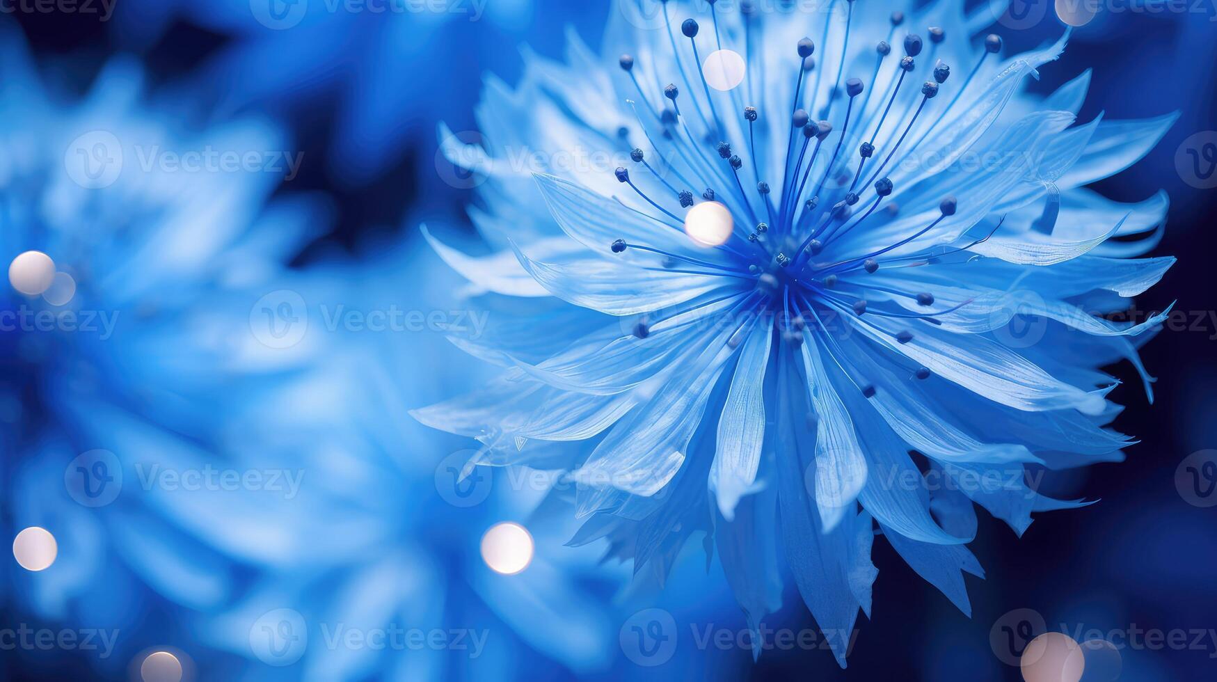 stunning dandelion blue photo