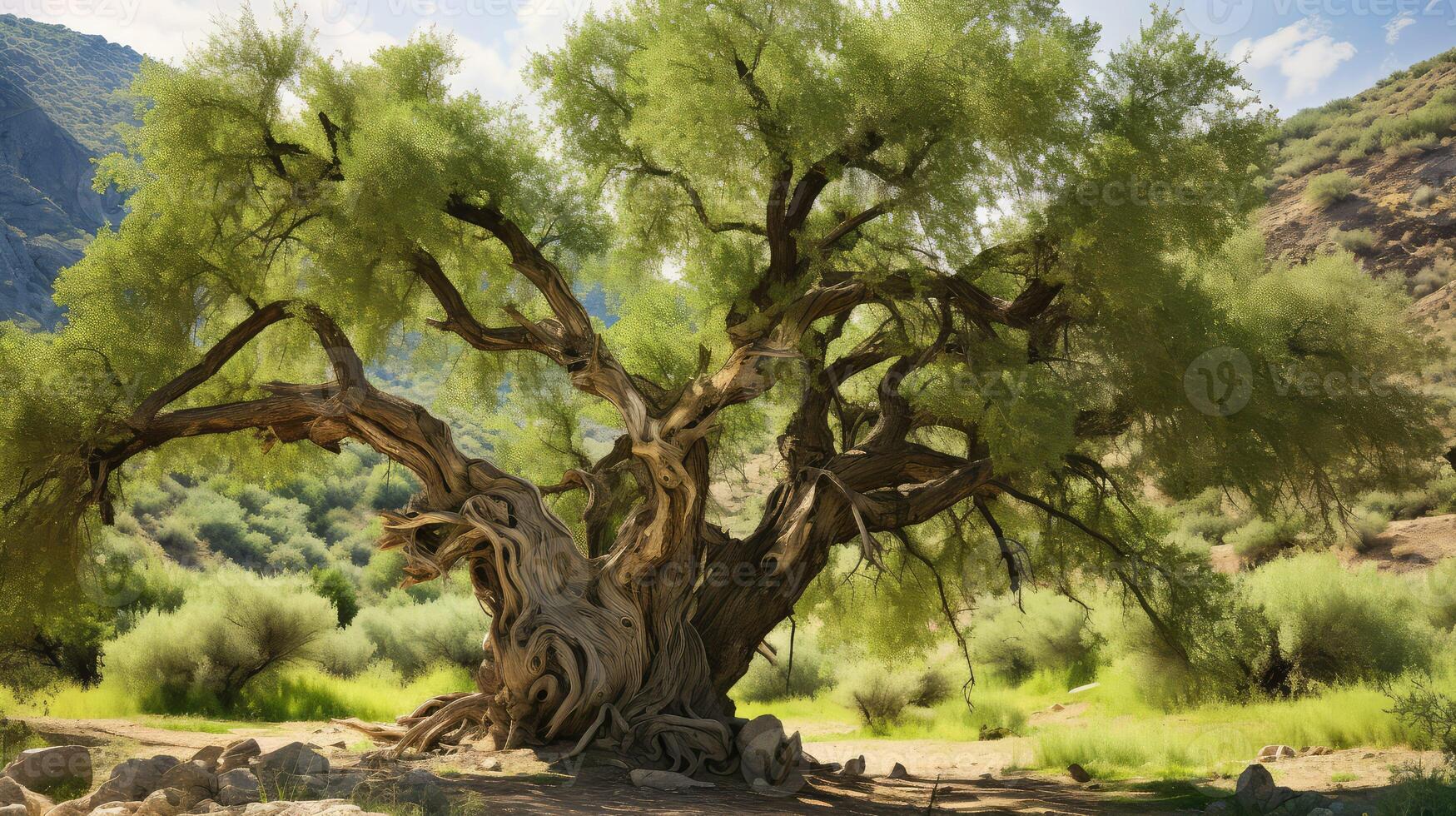 branches russian olive tree photo