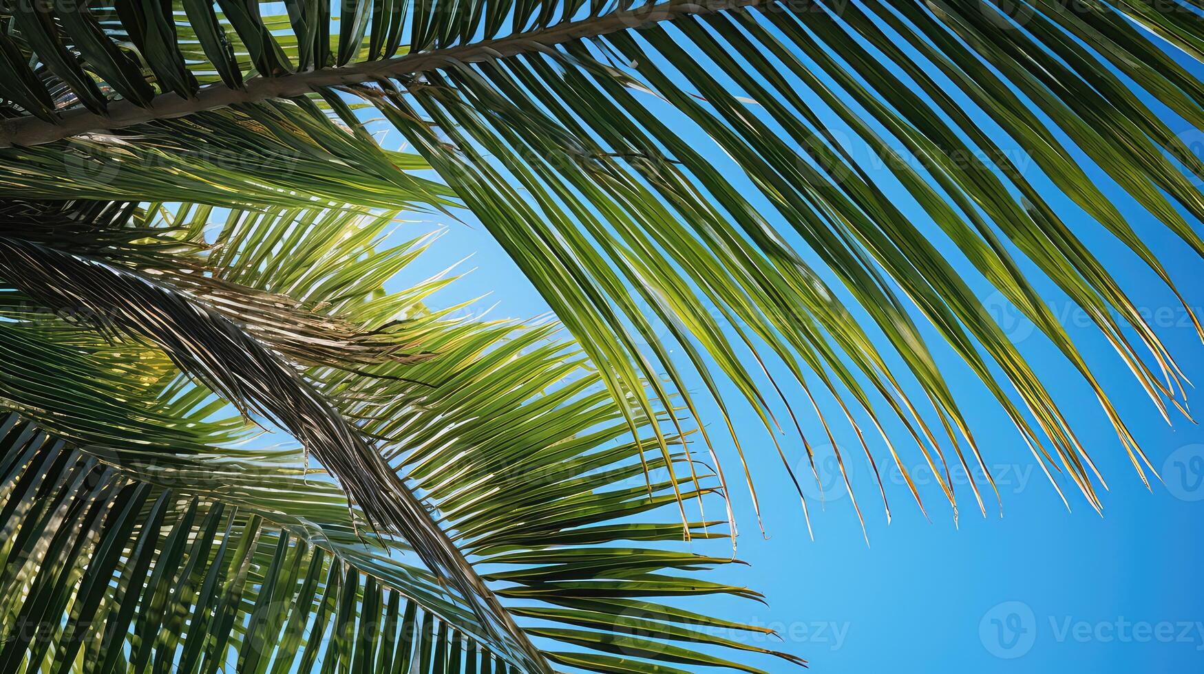 textures island palm tree photo