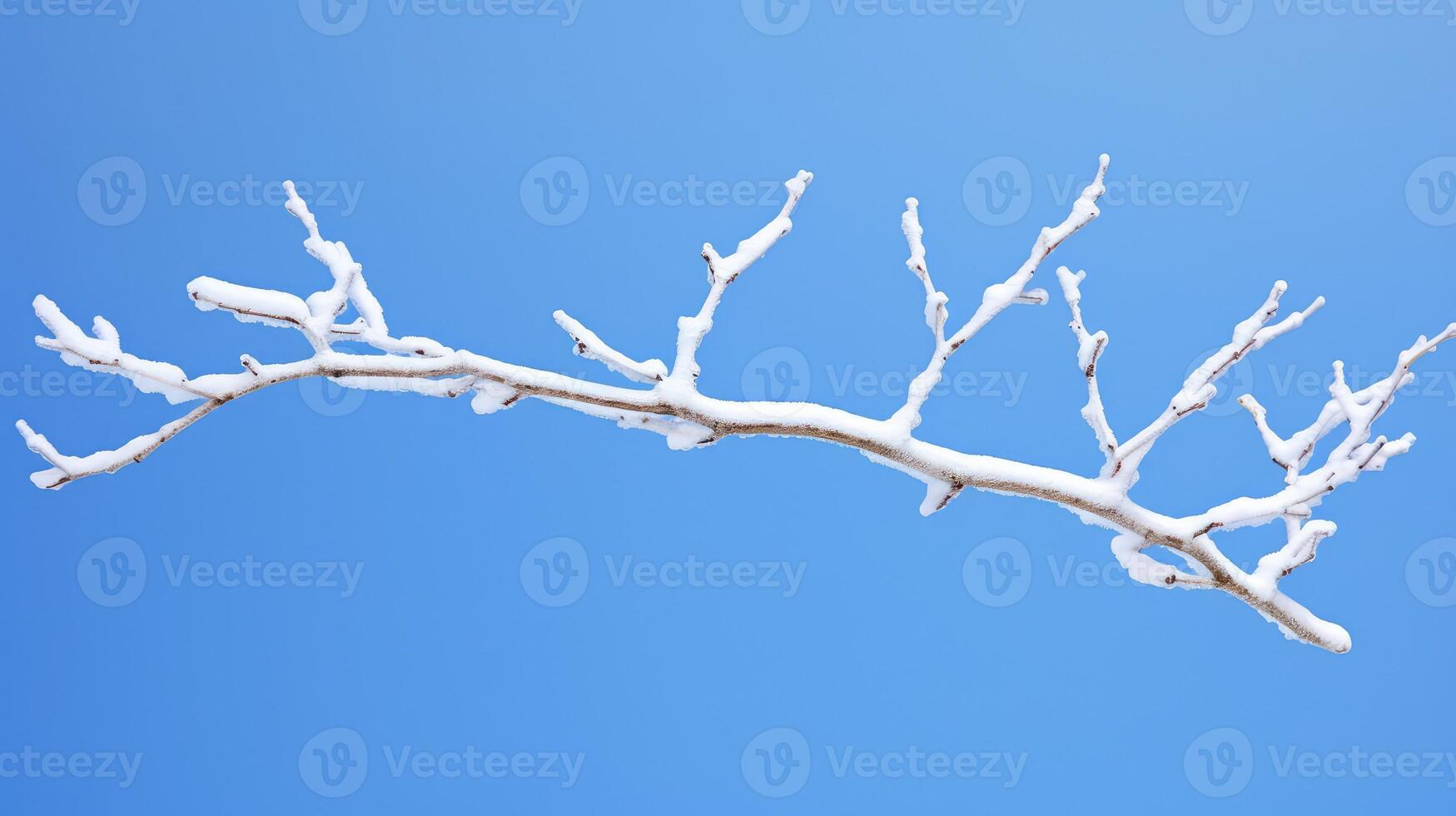 photography white tree branch photo