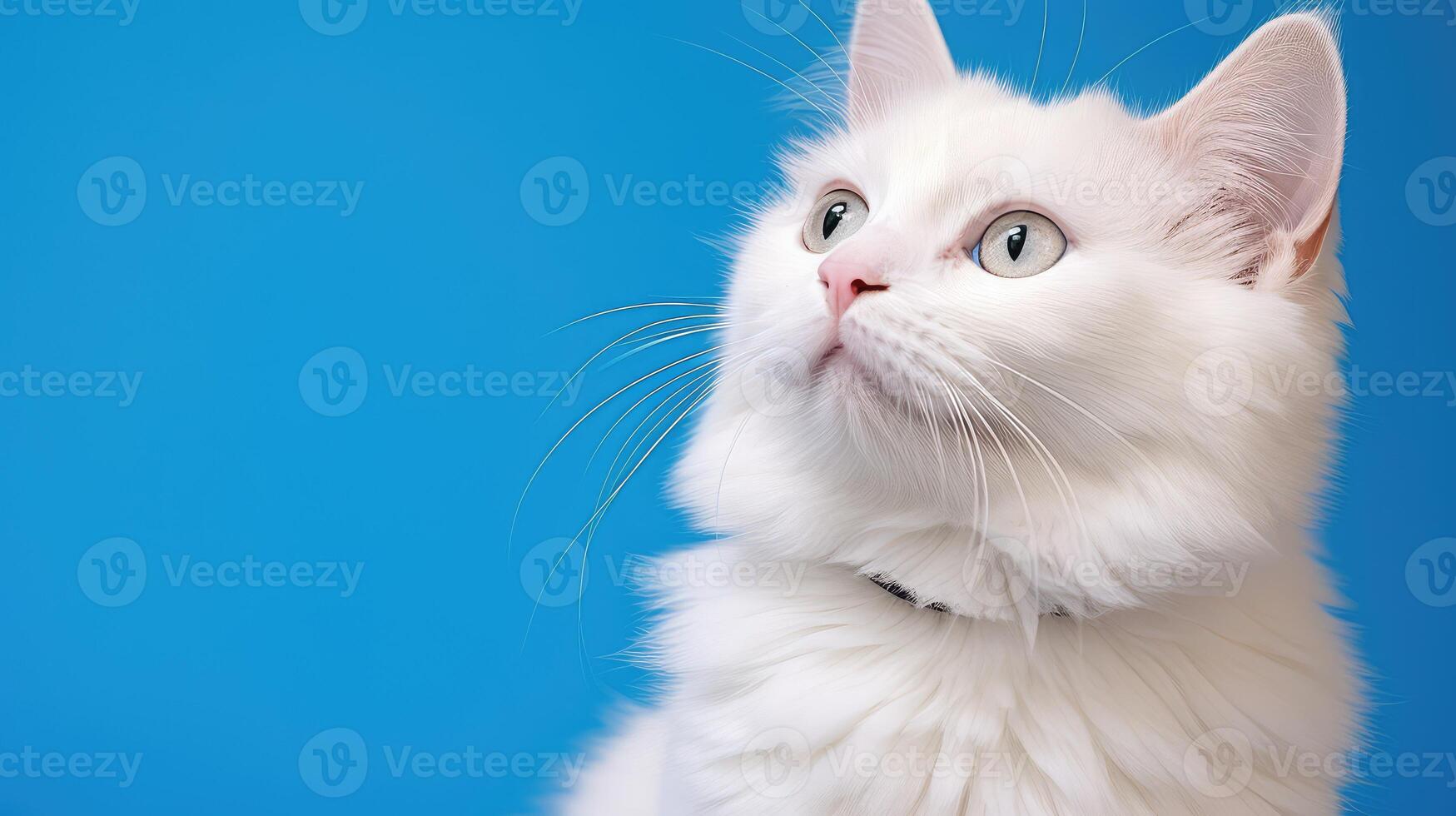 curious cat blue background photo