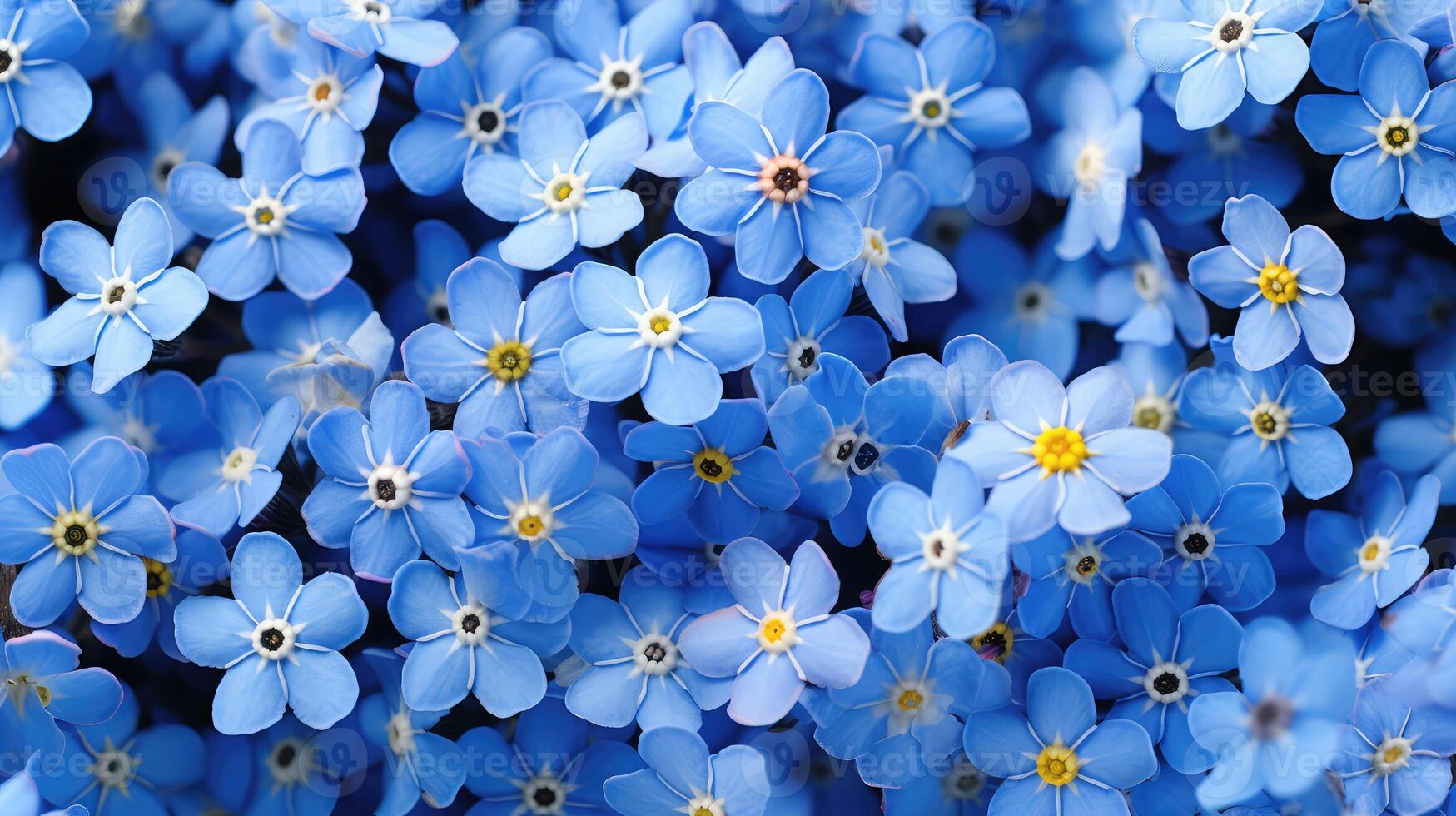 not flowers blue photo