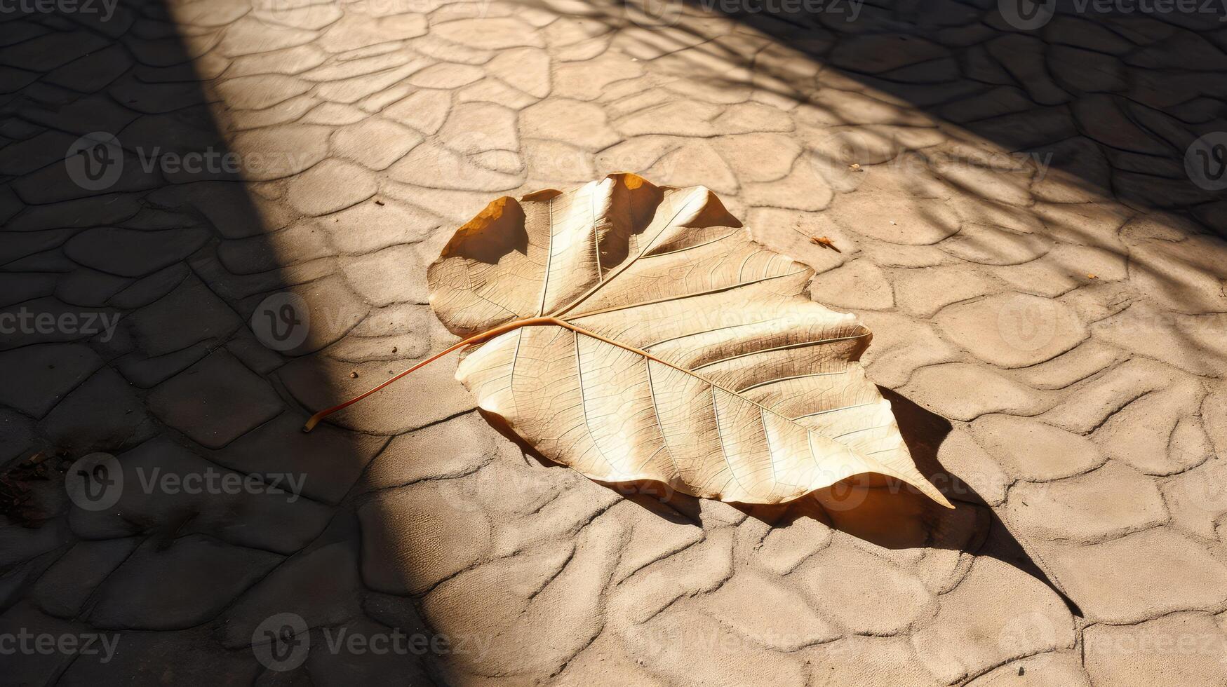 light leaves outline photo