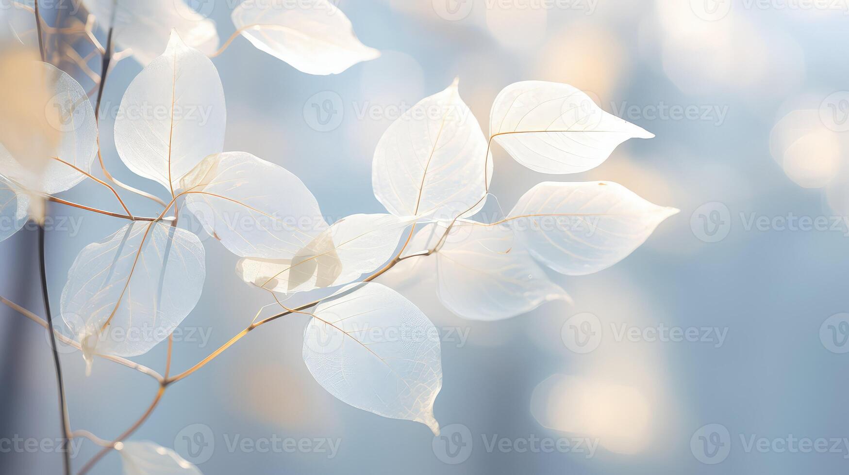 translucent white leaves photo