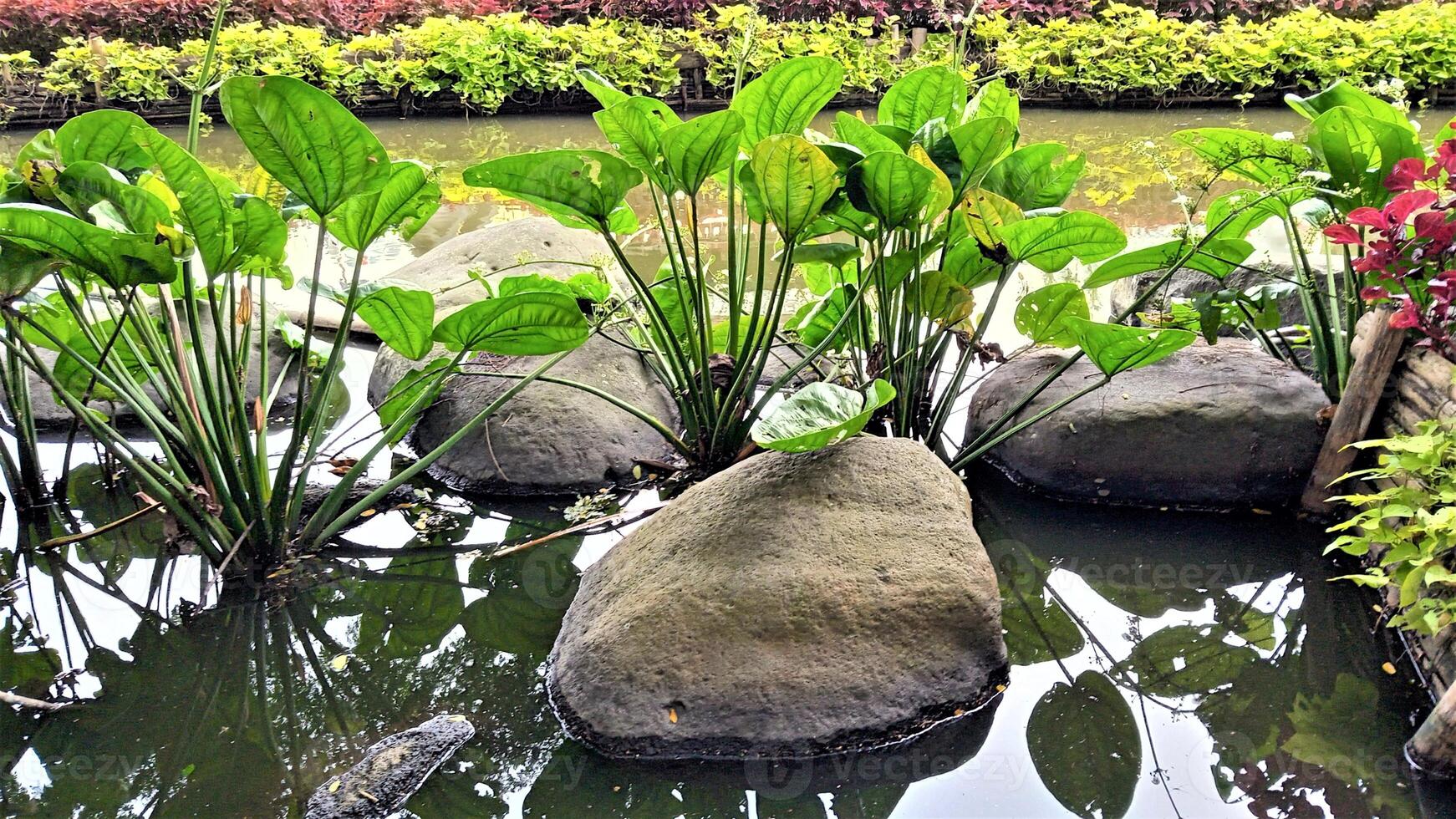 Aquatic plants are protected by rocks located in an artificial lake photo