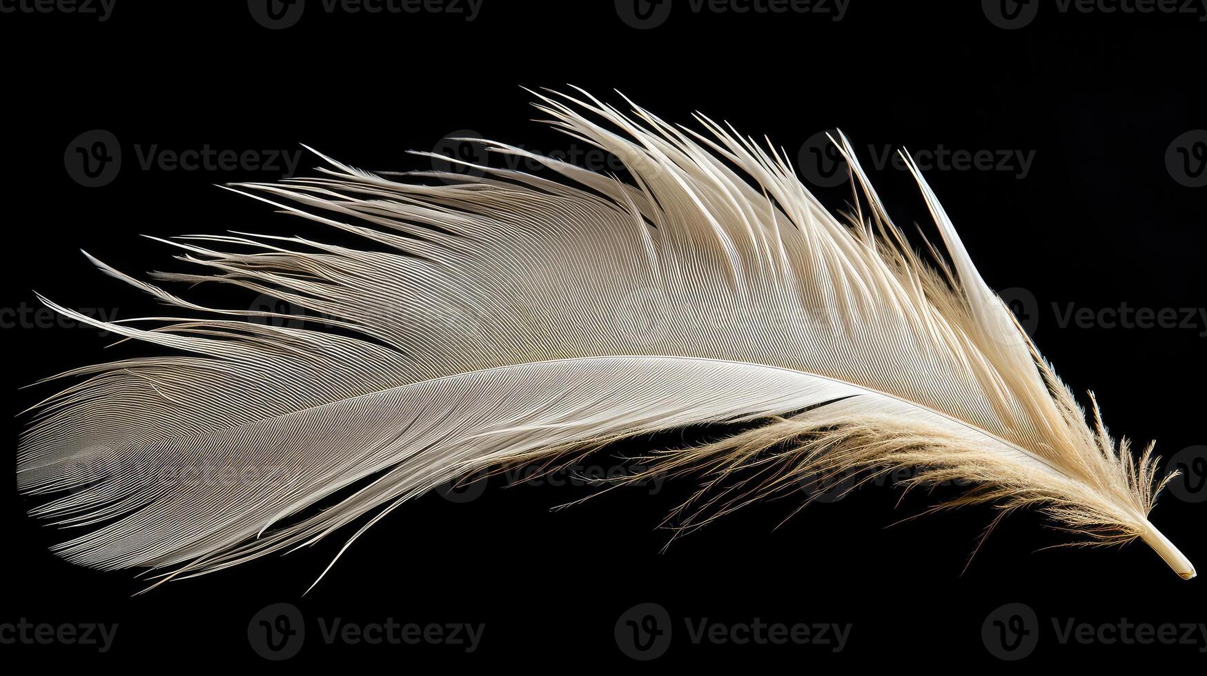 intricate white feathers black background photo