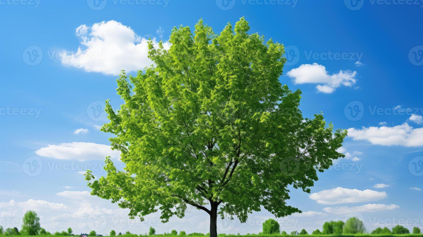 blue green tree background photo