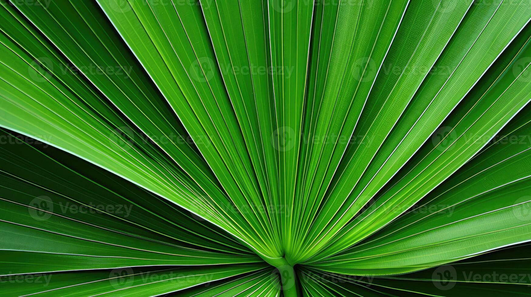 leaf sabal palm tree photo