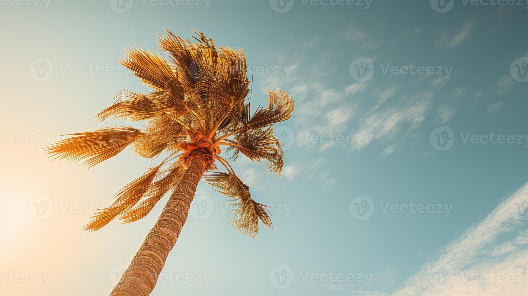 tree palm trees in sky photo